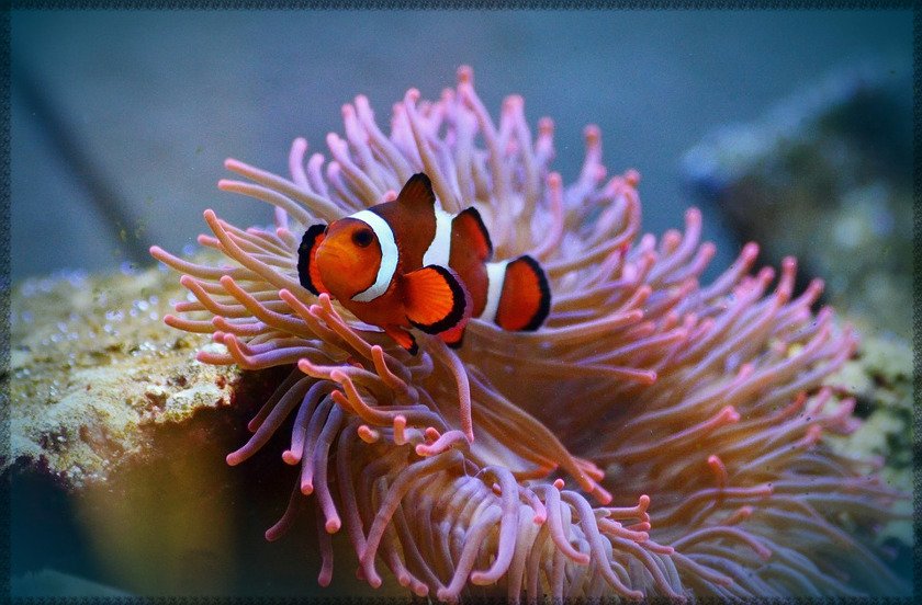 CLOWN FISH.jpg