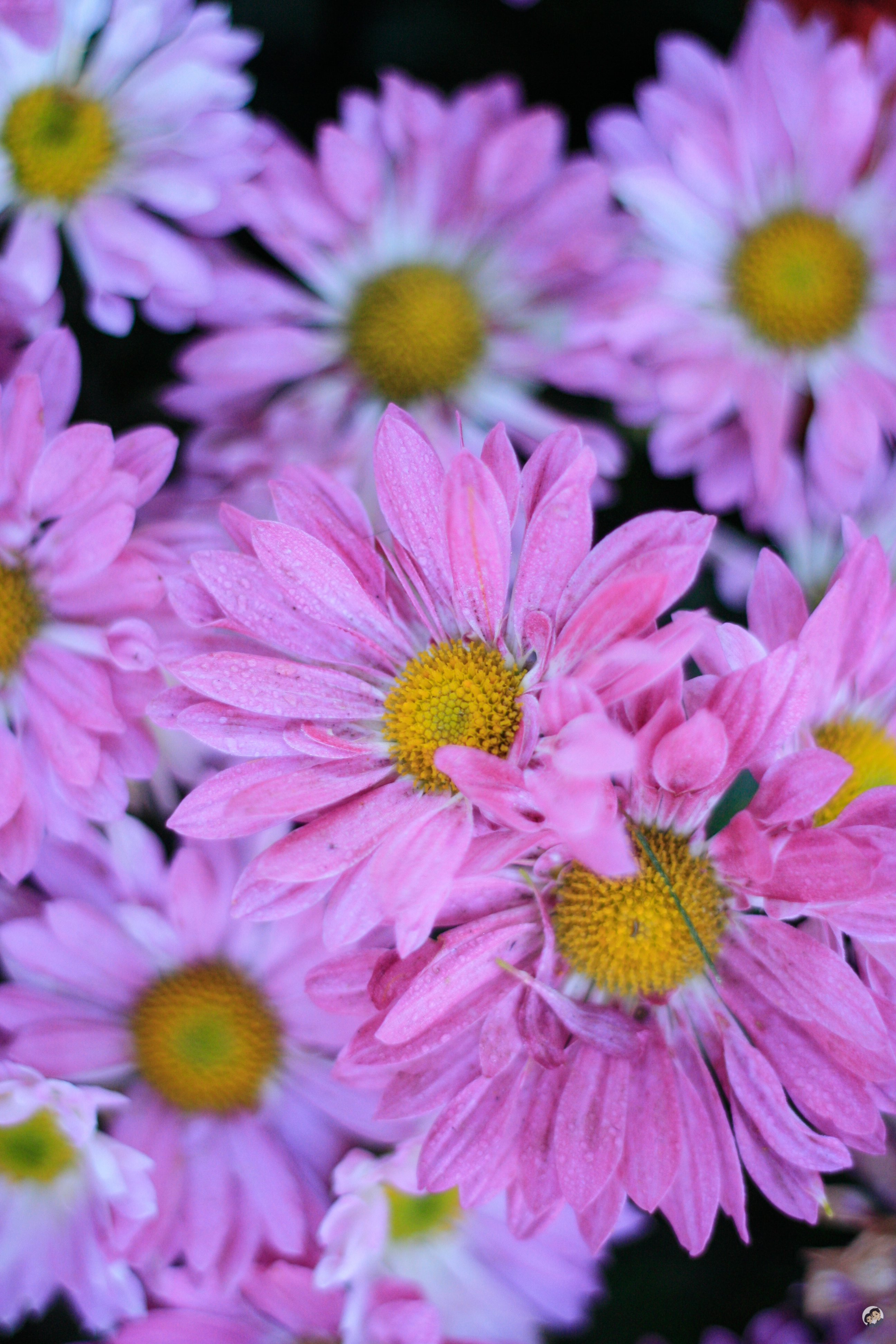 Flower In Baguio Best Flower Site