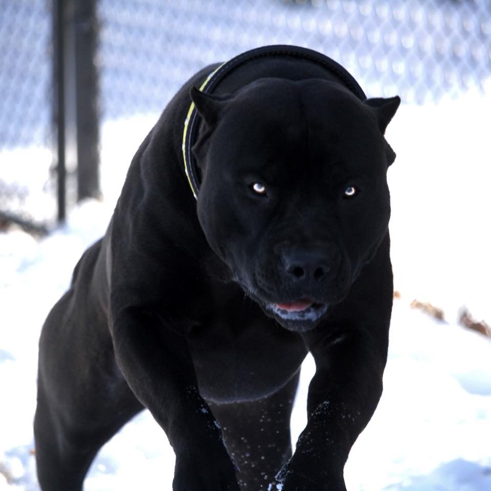 Perro Pitbull Negro