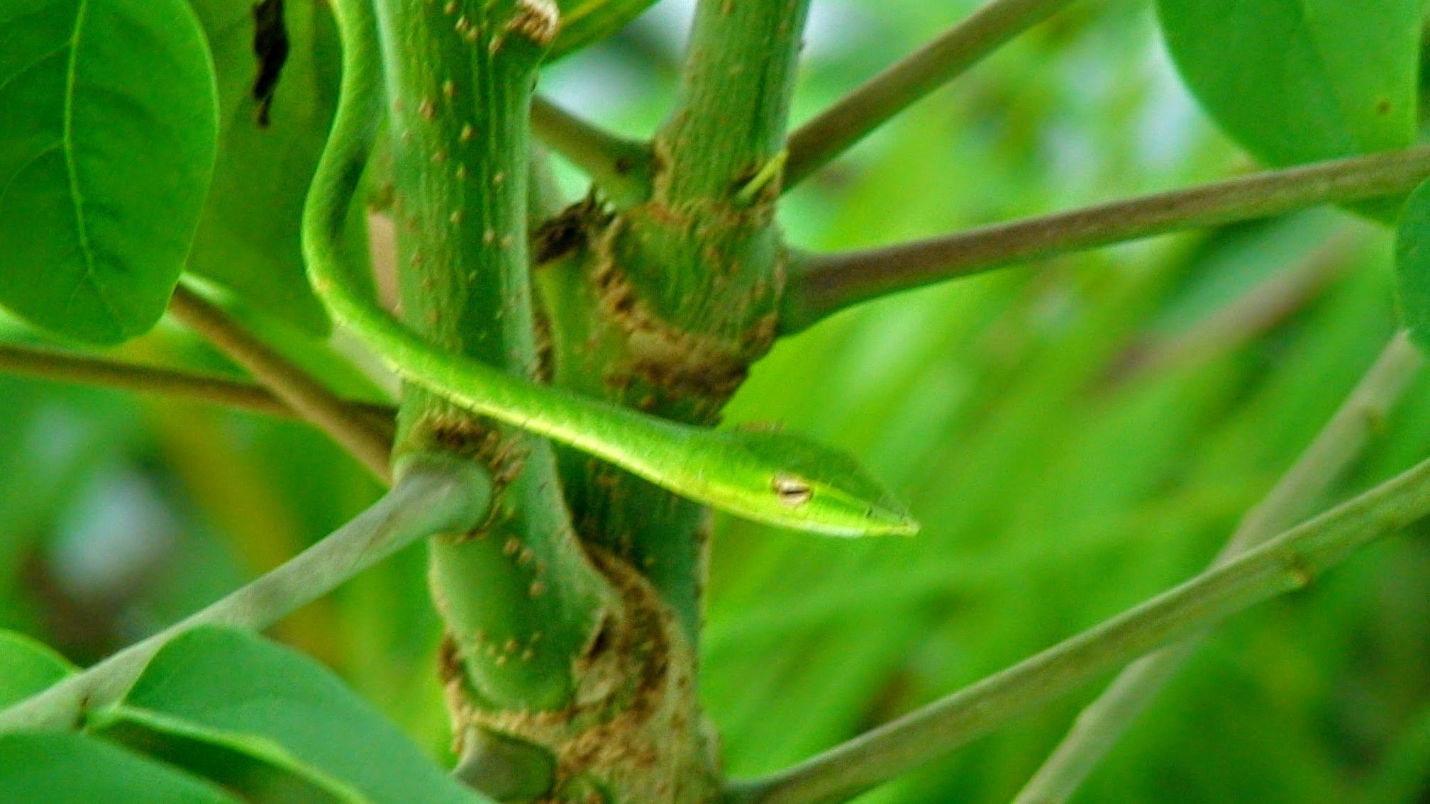 Green Tree Snake Thailand