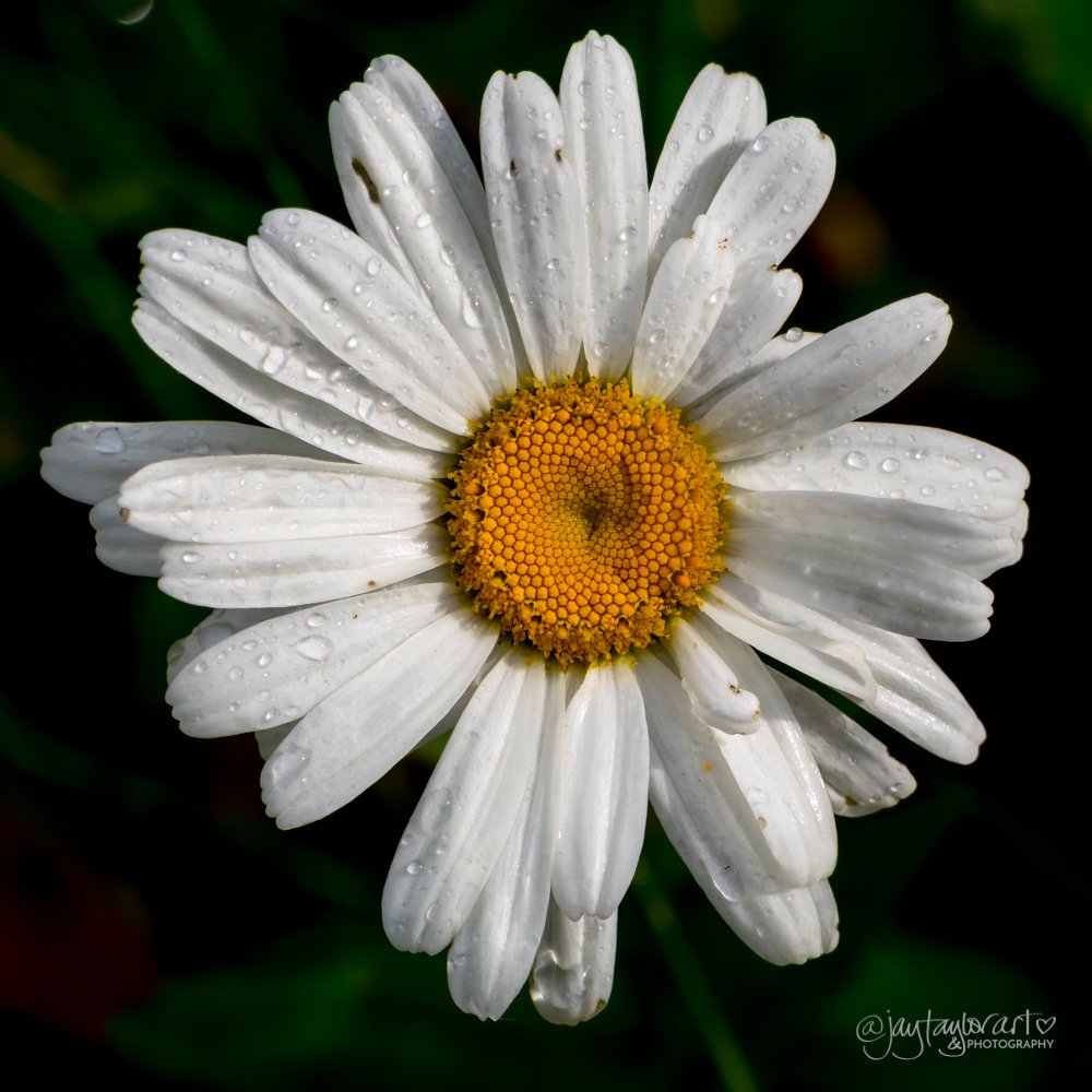 oxeye-daisy-raindrops.jpg