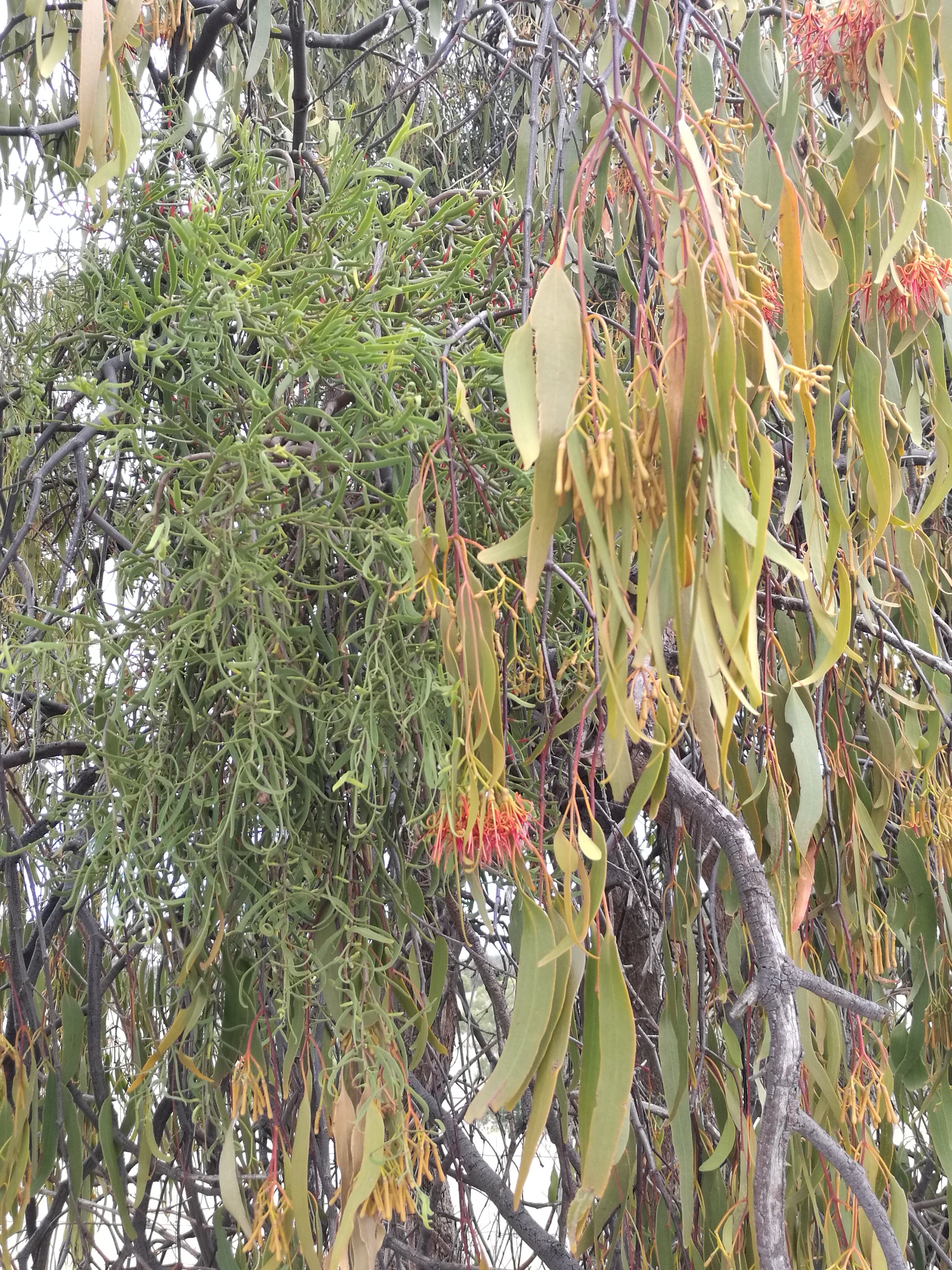 There’s 3 Mistletoes in this mix, all on the one tree.