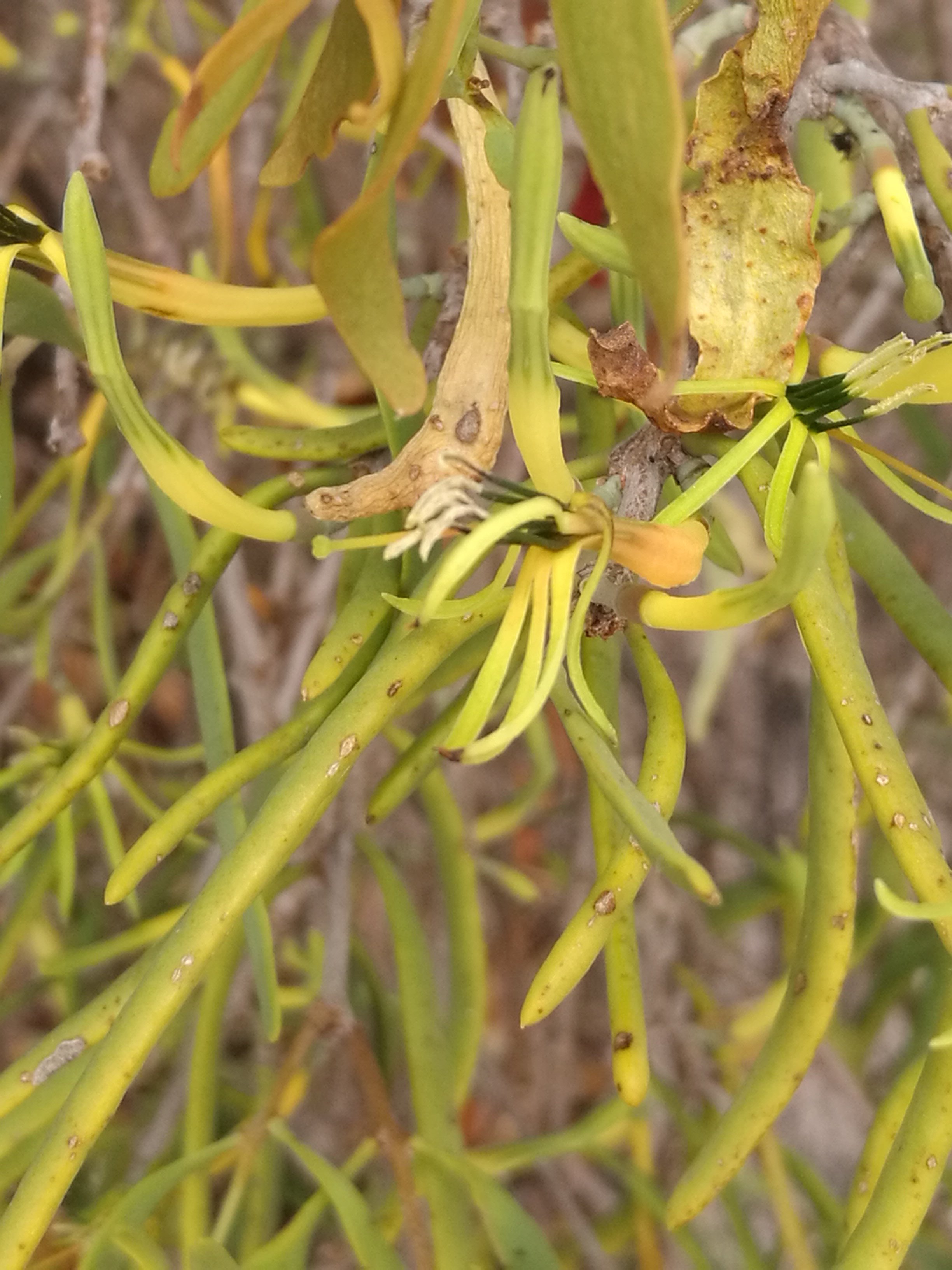 Another variety of Harlequin Mistletoe (Lysiana exocarpi)