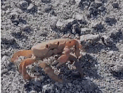 giphy (2).gif