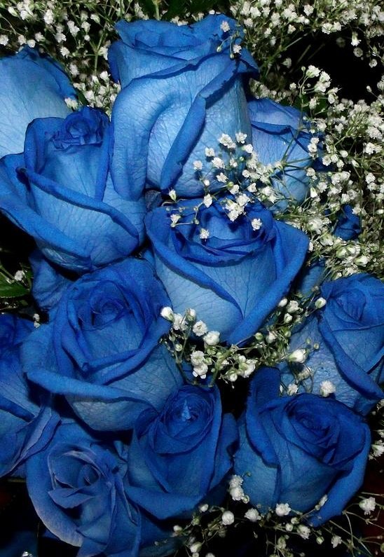 Blue Roses Steemkr