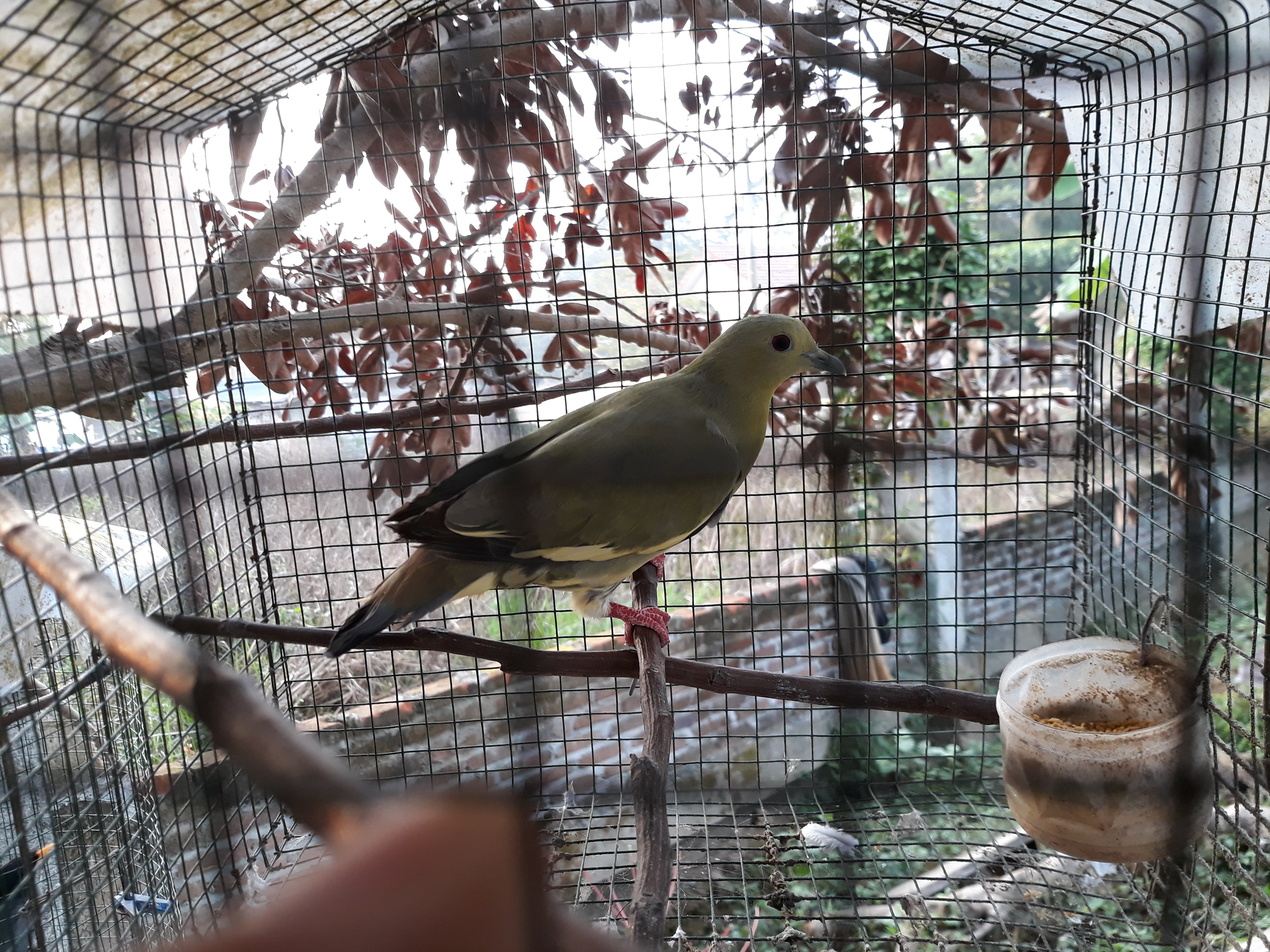 Burung Punai Steemkr
