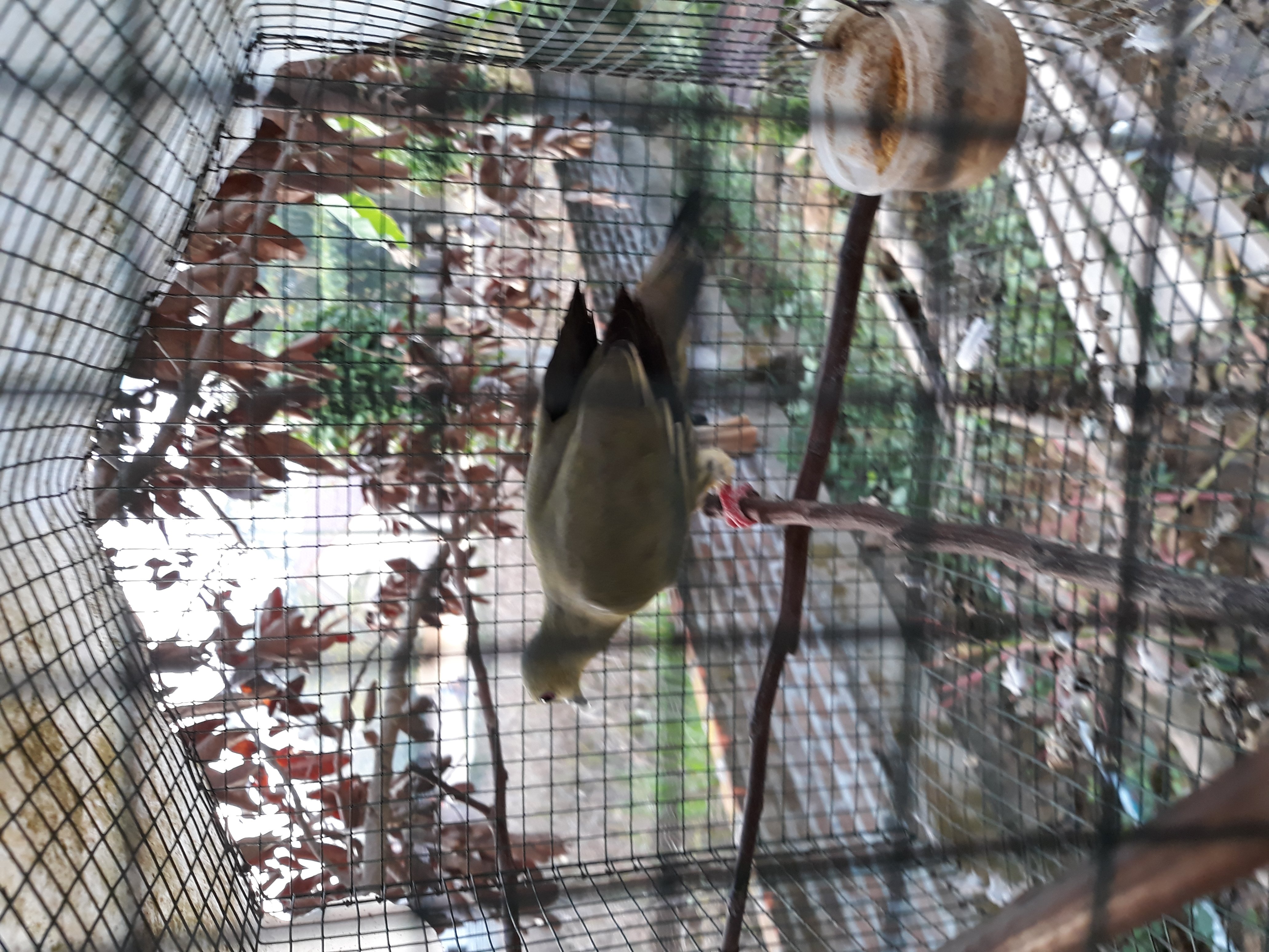 Burung Punai Steemkr