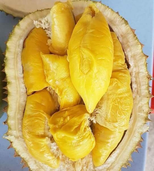 Download 8800 Koleksi Gambar Durian Kuning Paling Bagus 