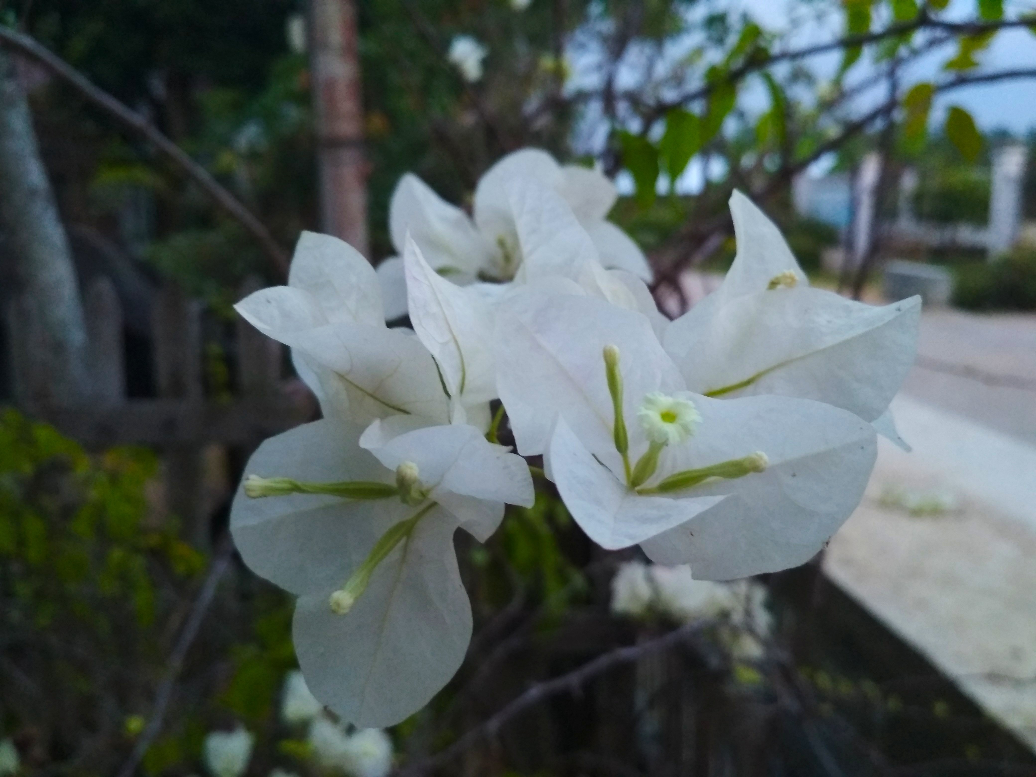 photo flower paper flower bougainvillea spectabilis steemit paper flower bougainvillea