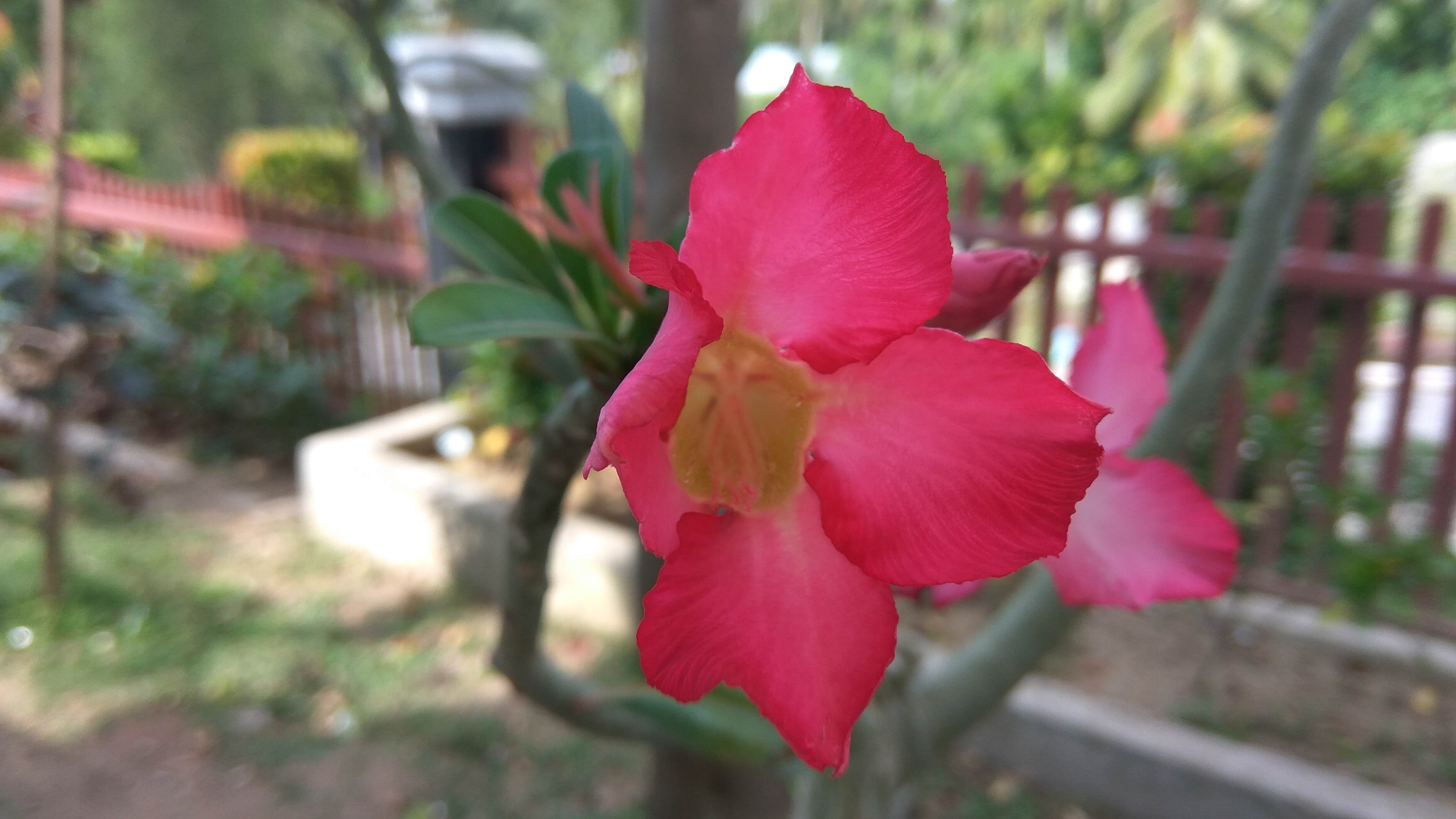 Bunga Yang Sangat Cantik Di Taman Yang Indah