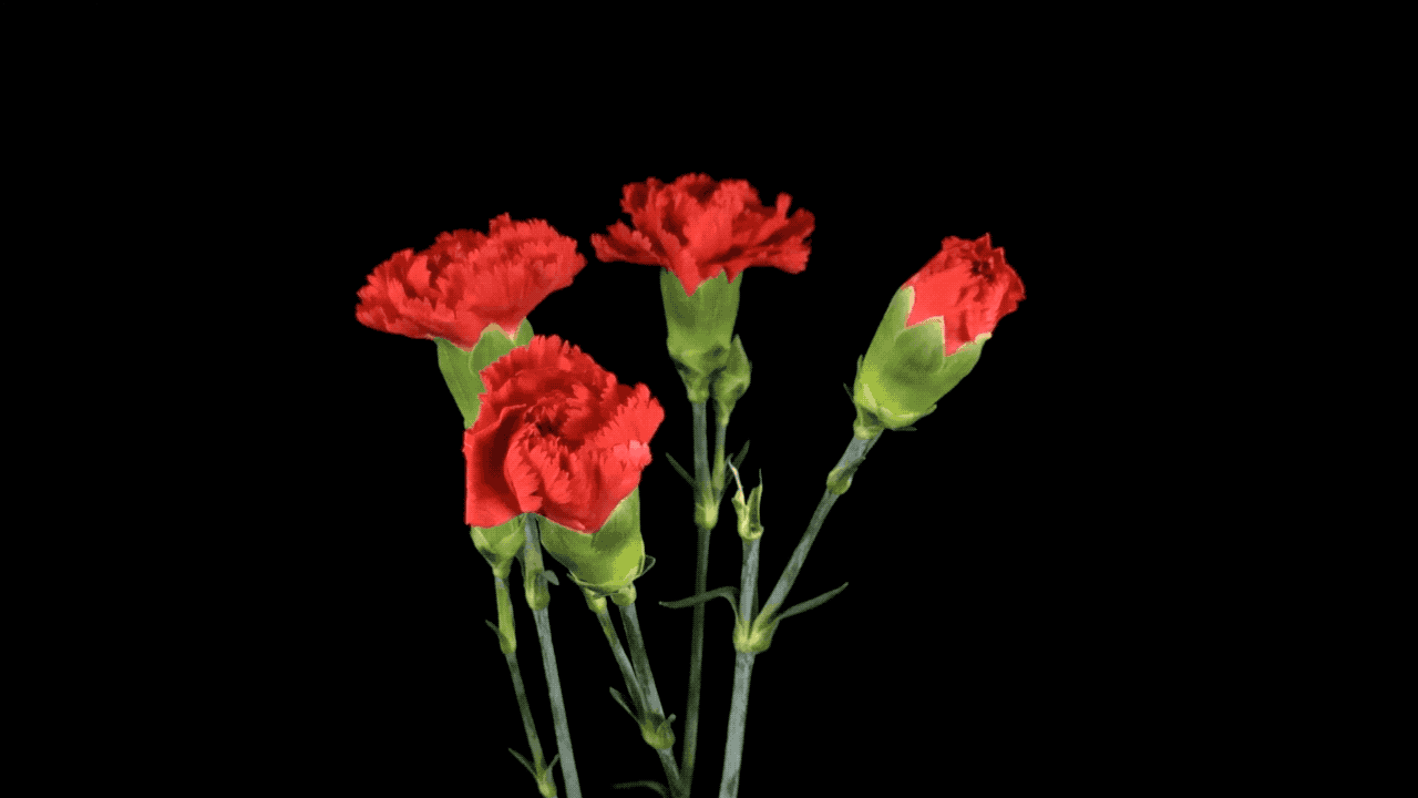 redcanetionflower.gif