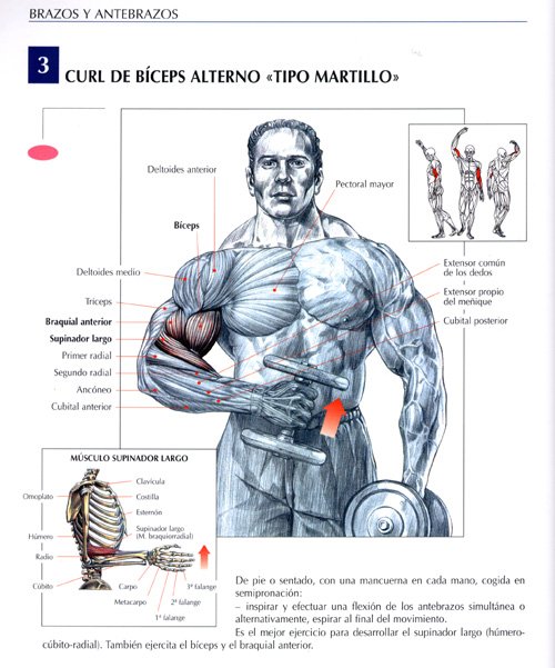 veterano Esencialmente Pío Biceps con mancuernas — Steemit