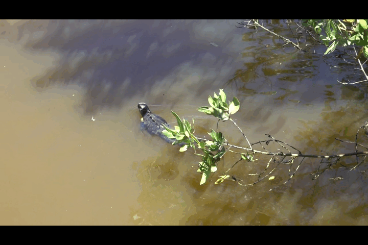 swimming iguana.gif