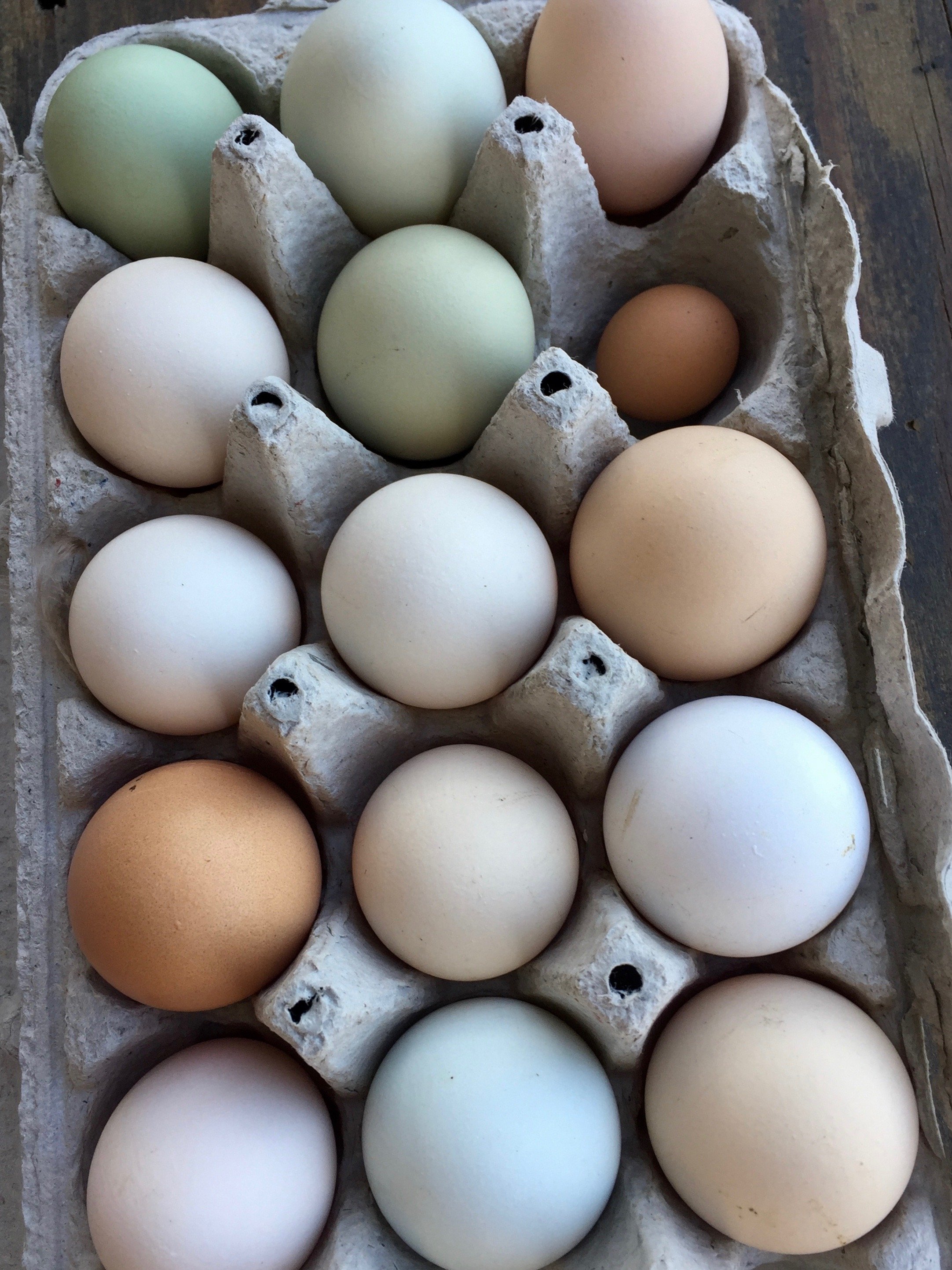 egg carton.jpg