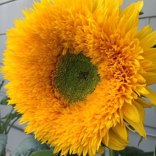 Beberapa Jenis Bunga Matahari Langka Yang Belum Anda Ketahui Steemkr