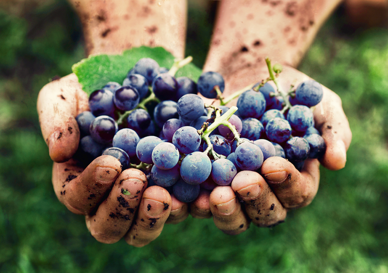 refractometry in the food industry steemit source