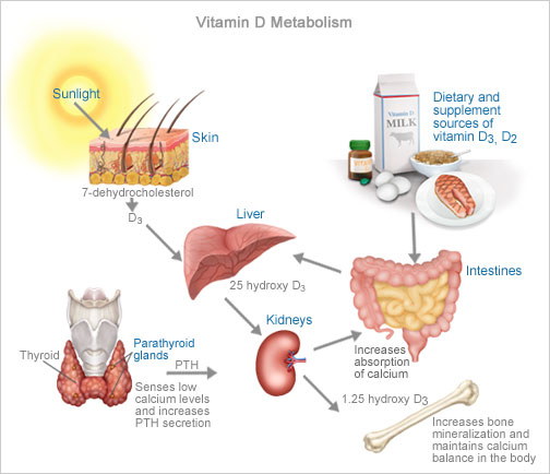 Vitamin D Synthesis Takes Some Major Teamwork Steemkr