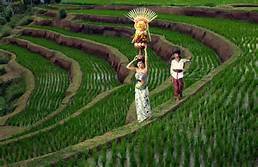 Indahnya Pemandangan Sawah Terasering Ubud Bali