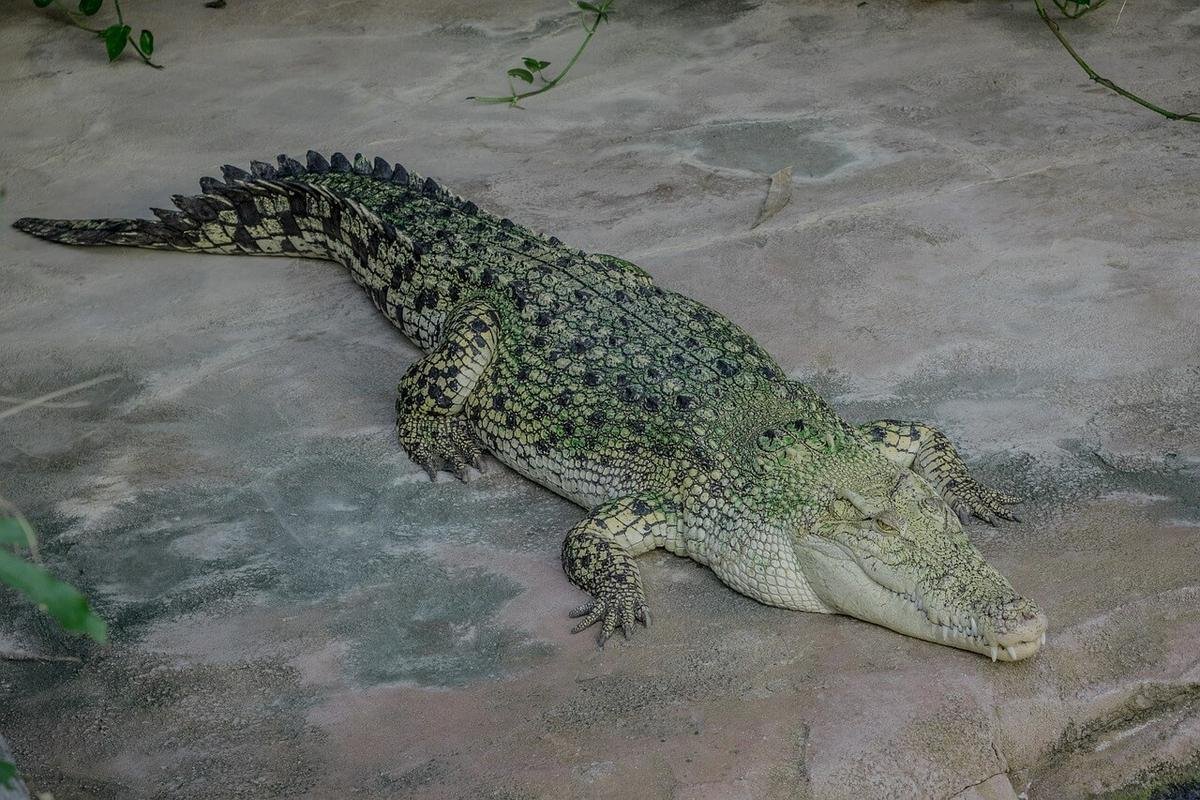 Crocodile