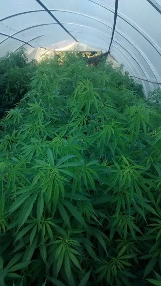 cannabis greenhouse tunnel.jpg