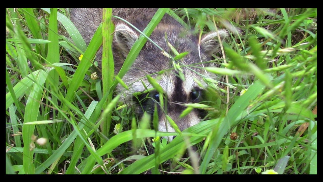 CLOSE TO THE CREATURES WITH PAPA RACCOON Steemit