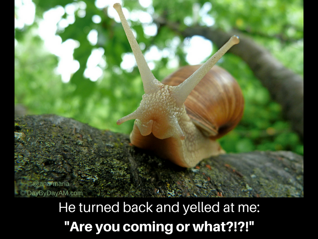 Fast Snail