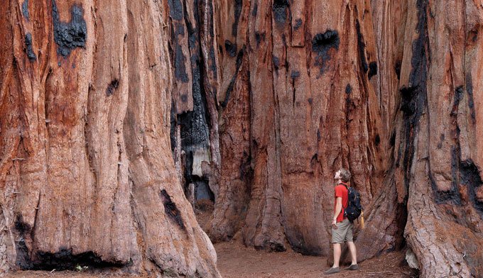 sequoia wall.jpg