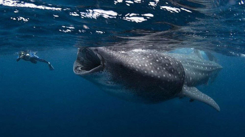 holbox-whaleshark-diver.jpg