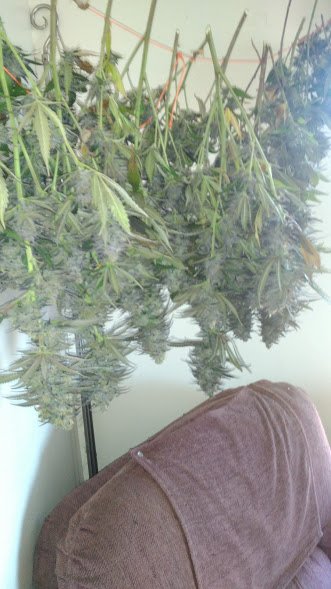 cannabis buds hanging.jpg