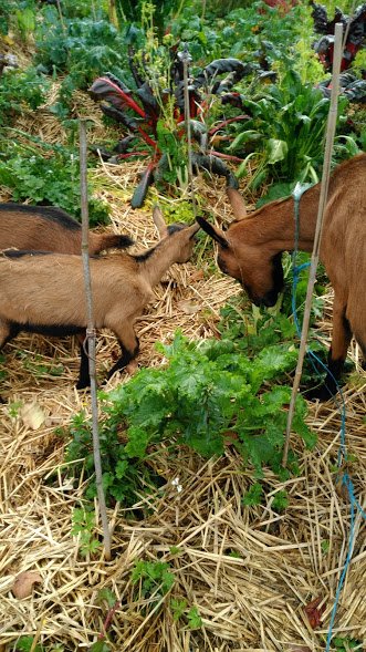 goats in garden.jpg