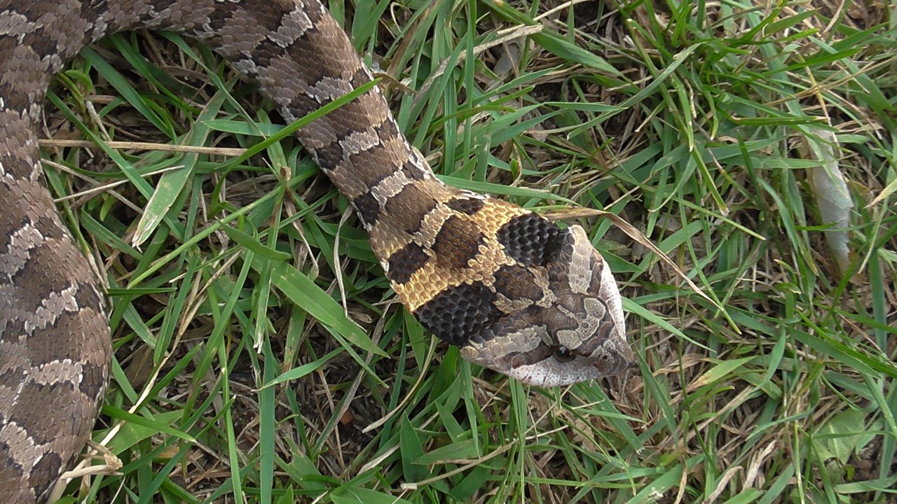THE EASTERN HOGNOSE SNAKE A PHOTOGRAPHIC EXPERIENCE PLUS A FEW SHORT