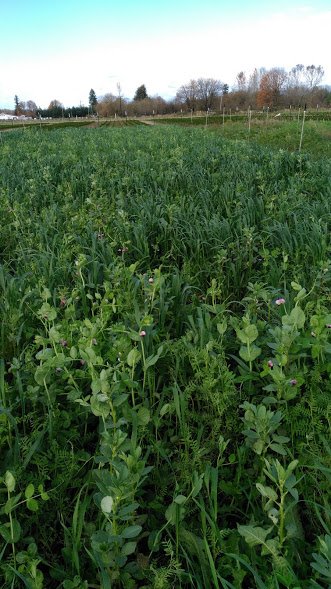 cover crop good stand.jpg