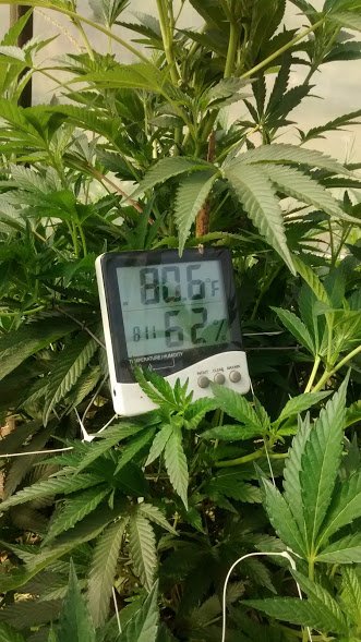 cannabis temperature.jpg