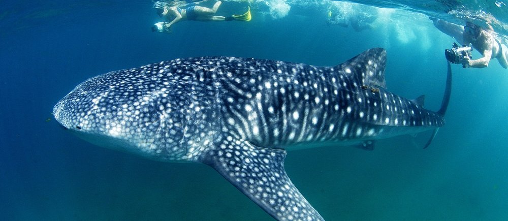 holbox-whale-shark-couple.jpg