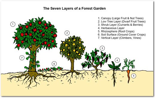 food_forest_layers.jpg