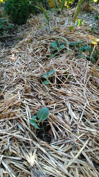 seedlings in straw.jpg