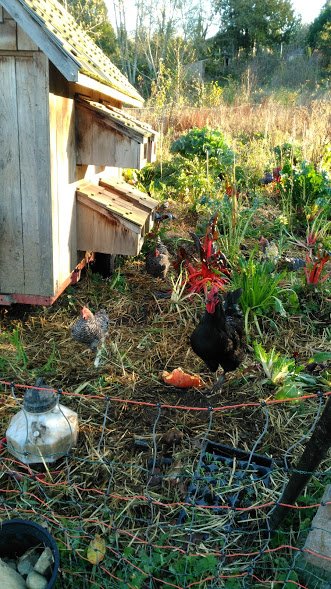 chicken tractor moved.jpg