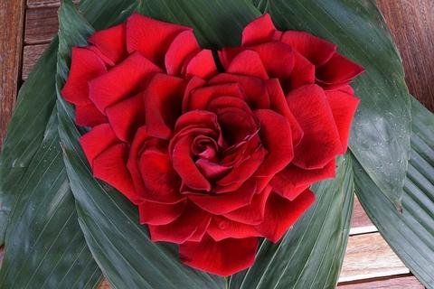  Arti  Gambar Bunga  Mawar  Merah  Yang Sangat Cantik