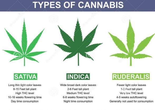 Cannabis Leaf Chart