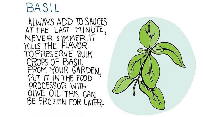 basil 8.jpg