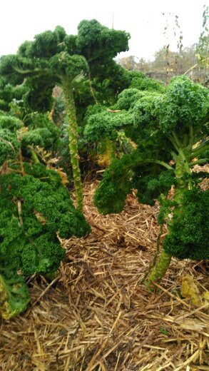 kale trees.jpg