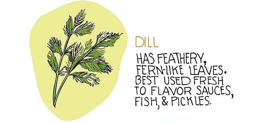 Dill steemit 1.jpg