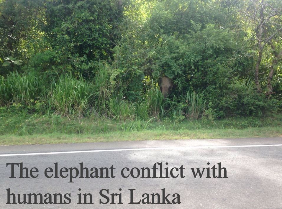 TheelephantconflictwithhumansinSriLanka