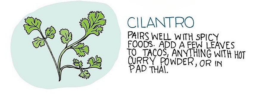 Cilantro 11.jpg