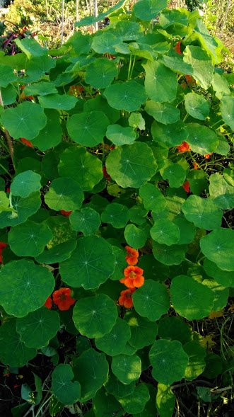 nastursiums.jpg