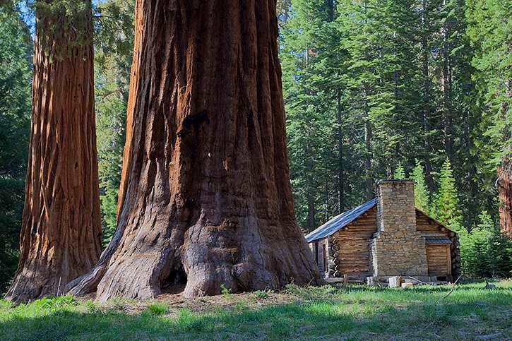 Sequoia Cabin.jpg