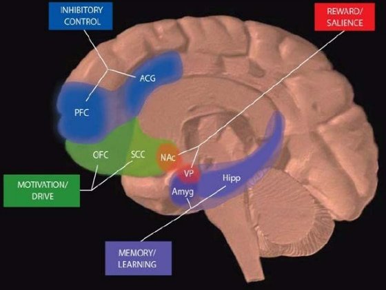 brain anatomy addictionRZ.jpg