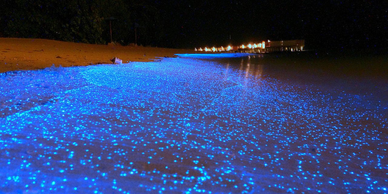 holbox-bioluminecent-tides.jpg