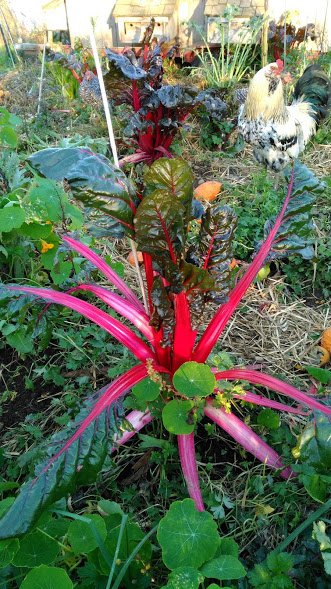 chickens and chard.jpg