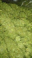 cannabis bag of buds.jpg